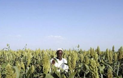 مزارع يتوسط حقل للذرة في مشروع الجزيرة