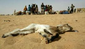 A_goat_carcass_lies_on_the_sand_.jpg