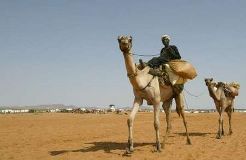 man_rides_his_camel.jpg