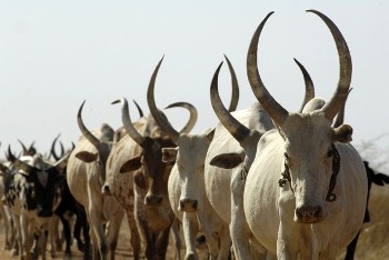 A Dinka cattle herd is seen at a camp in Abyei, Southern Sudan in this picture released by the United Nations Mission in Sudan (UNMIS)