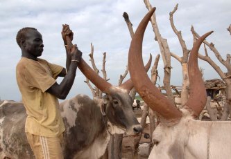 Cattle horns are covered in a mixture of ash and mud in Jonglei Bor district (photo UNMIS)