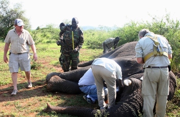 WCS and Ministry of Wildlife and Tourism staff collaring adult male elephant with GPS/satellite collar in Nimule Park (photo by Paul Elkan -WCS)