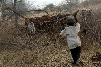 A Misseriya boy carries twigs as he herds his cattle in Goli, southern Sudan (UNMIS)
