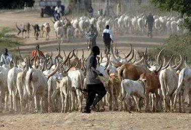 armed herder pushes cattles in southern Sudan