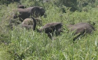 A herd of elephants grazes at the Opekoloe Island in the White Nile river, southern Sudan, Friday, Oct. 12, 2007. (AP)