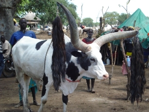 Youth displaying his bull Mangar in Lakes state (photo by Manyang Mayom - ST)