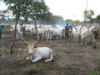 Dinka bor cows at the cattle camp (photo  ST John Actually)
