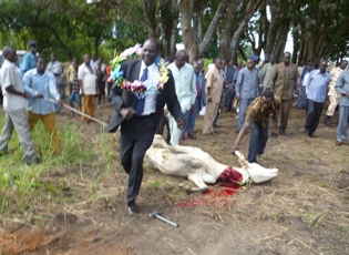 South Sudan’s Minister of Parliamentary Affairs, Michael Makuei Lueth jumps over a bull slaughtered in honor of his ministerial visit, Yambio county, Western Equatoria, South Sudan, 21 Oct. 2010 (ST)