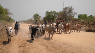 Cattle driven by Dinka traders on Bor road coming from Murle on Wednesday, Feb 23, 2011