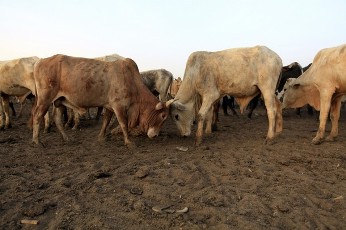Cows are seen before they are slaughtered at an abattoir near Khartoum March 26, 2011 (Reuters)