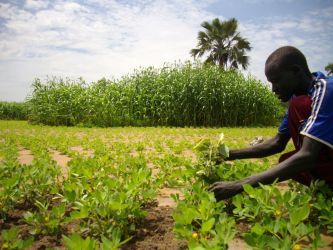 Justin Madut tends his new groundnut and sorghum fields in Warrap state (photo Oxfam)
