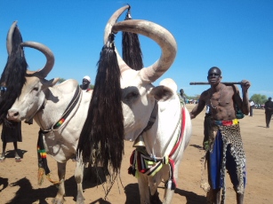 A man from Jonglei state drives his oxen to Bor stadium to attend the anniversary of the SPLA - South Sudan'sm army and former rebel group. May 27, 2011 (ST)