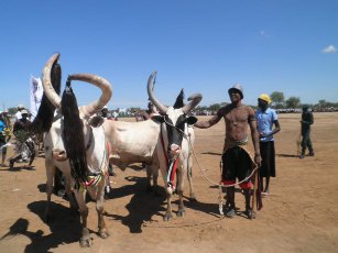 Dinka Bor men and their oxen in Bor, South Sudan, May 28, 2011 (ST)
