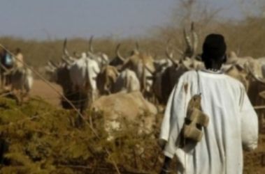 A picture released by the United Nations Mission in Sudan in 2009 shows a Sudanese Dinka herder walking with cattle during an annual migration from Warrap state. (AFP)