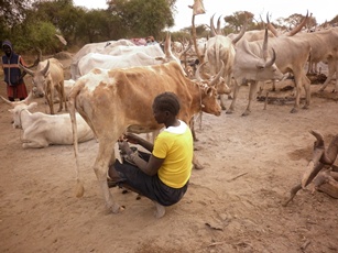 Girl milking a cow in Bor, Jonglei state (photo: John Actually, ST)