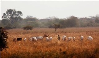 Cattle in Jonglei state (UNDP)