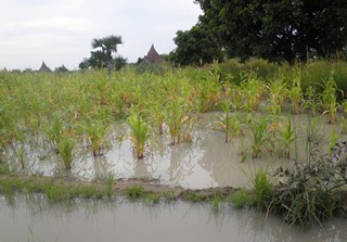 Flooded farm in Payinjiar county, Unity state, 18 August 2011 (ST)