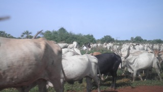 Dinka cattle moving near the Bor-Mundari border in May 2011. (Photo: John Actually/ST)