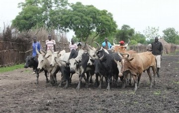 In this Wednesday, July 13, 2011 photo, young men herd cattle through the mud-caked streets of Pibor, South Sudan (AP)