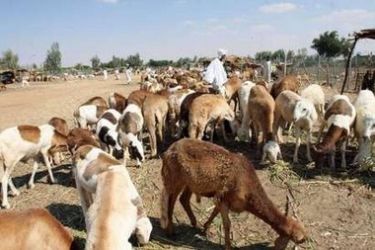 Sudanese_vendors_sell_sheep.jpg