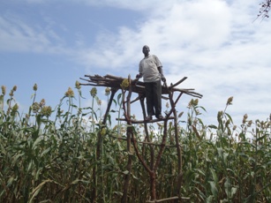 Jonglei state's inspector for planning and programming in the Ministry for Agriculture, Angelo Lemor looking a farm in Kuoingo village. Sept. 18, 2011 (ST)
