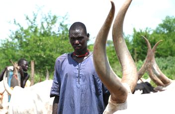 A cattle keeper poses with one of his animals at the cattle camps in Terekeka on 29 September 2011 (Photo: FAO/Ogolla.E)