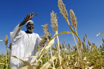 A Sudanese farmer harvests sorghum produced from seeds donated by the Food and Agriculture Organization (FAO) through the 