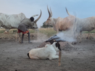 A boy cleaning his bull in Bor, Jonglei, where many rely on cattle for their livelihoods, December 17, 2011 (ST)
