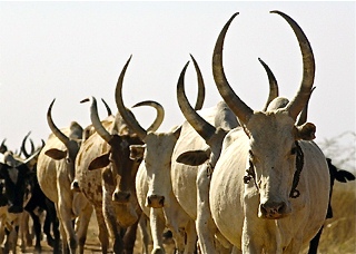 Cattle, South Sudan (UN)