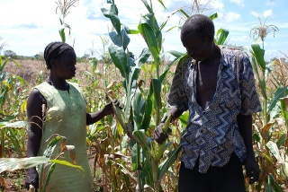 Maize, South Sudan (FAO)