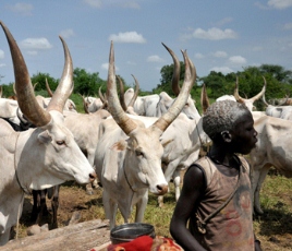 Boy and cattle, Warrap state, South Sudan (UN)