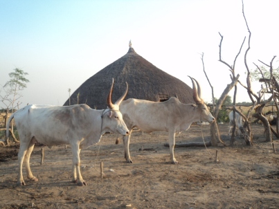 Cows in front of Luak, a Dinak Bor traditional house for keeping cattle on December 28, 2011 (ST)