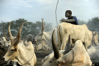 A herdsman from the Dinka tribe is pictured at a cattle-camp near south Sudan's central town of Rumbek (AFP/Getty)