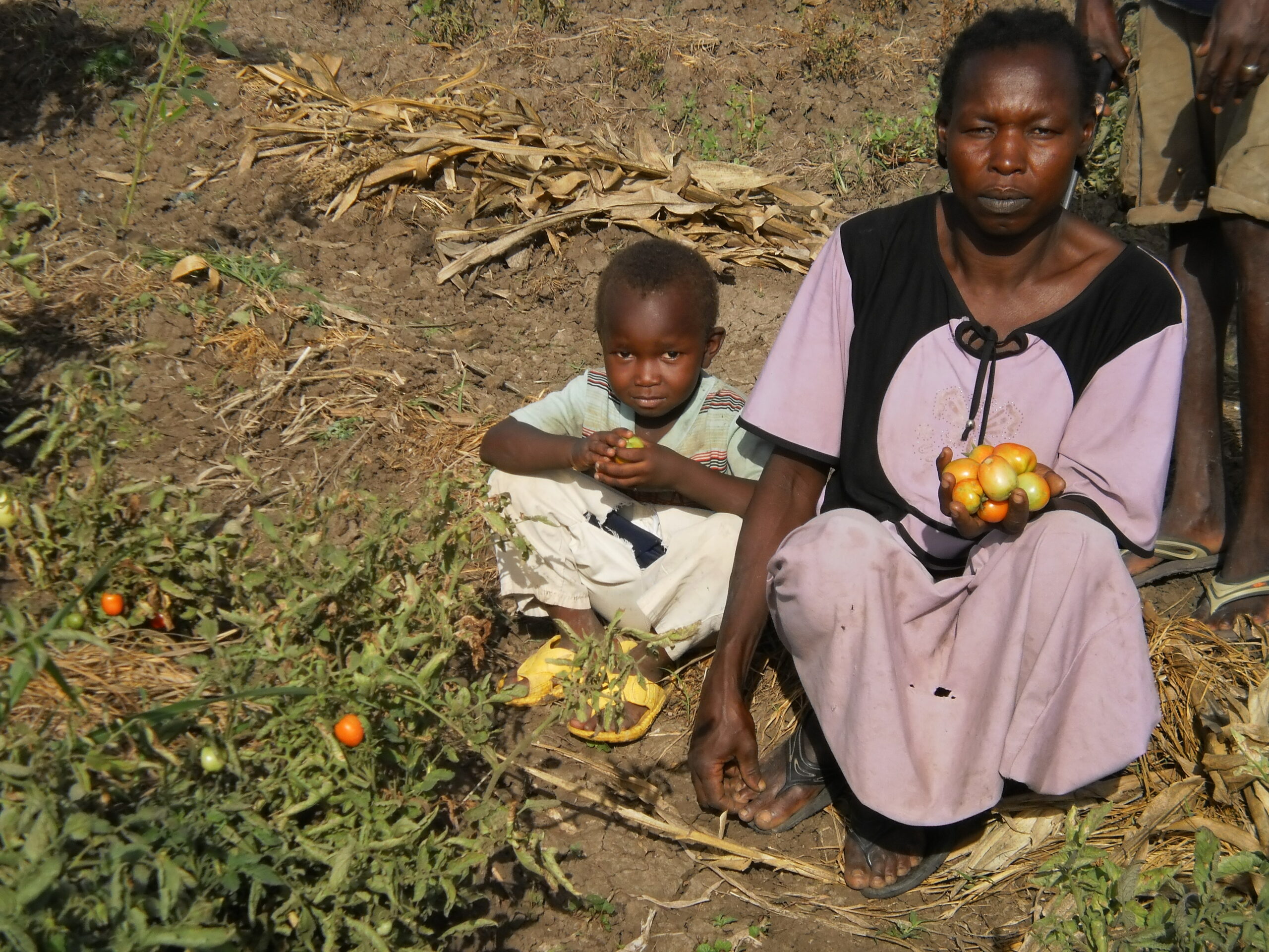 Asha Hamed and her young daughter pruning tomatoes at the farm, Unity State, South Sudan,  3 June 2012 (Bonifacio Taban/ST)