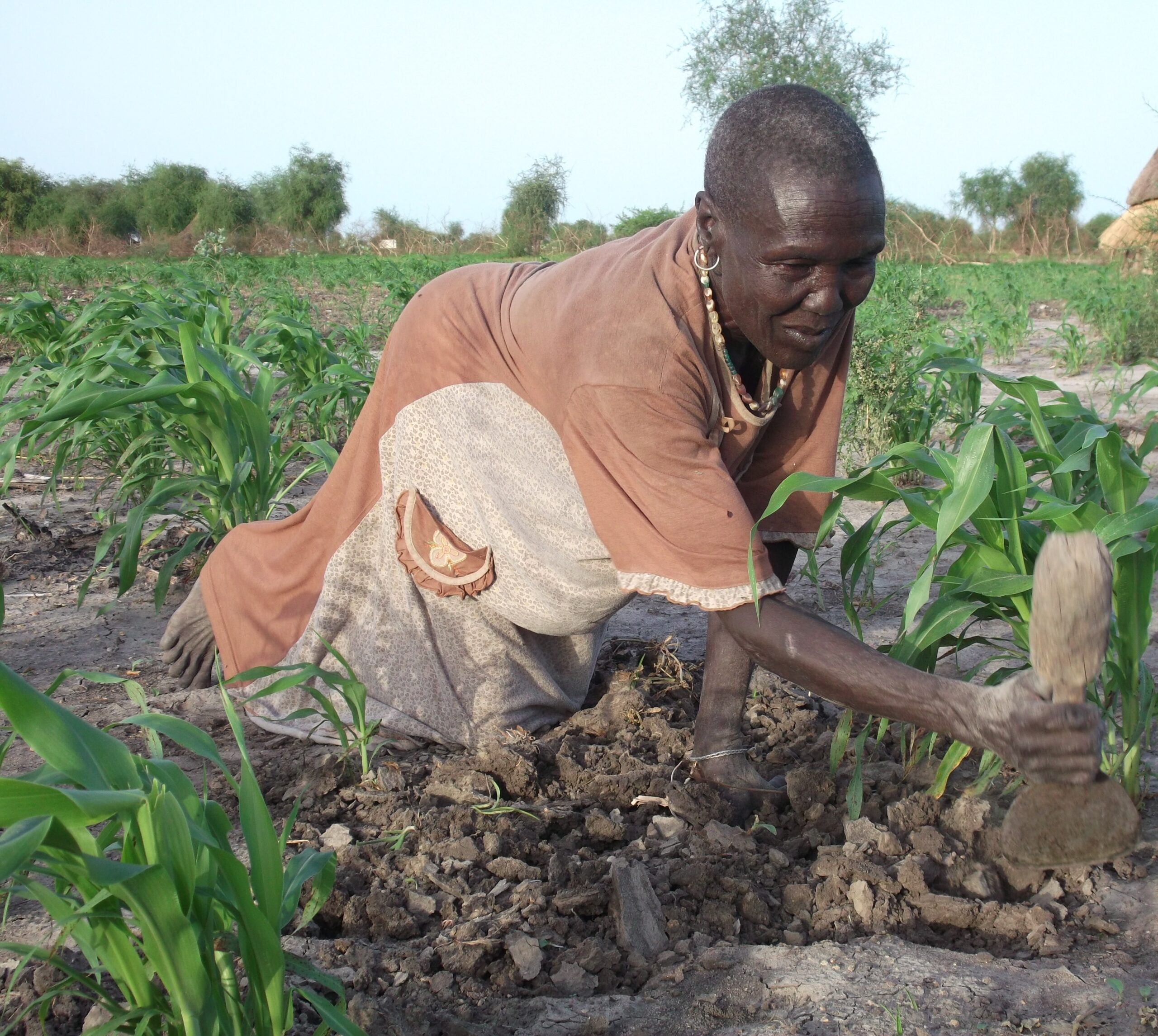 A woman uses a hand-tool to weed her farm around her homestead in Uror County, Jonglei State, South Sudan, June 1, 2012 (ST)