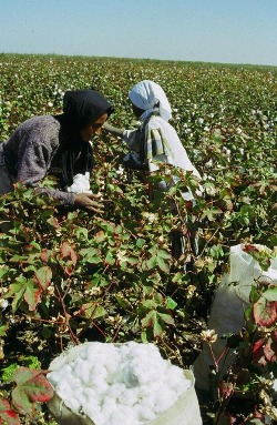 cotton-picking1.jpg