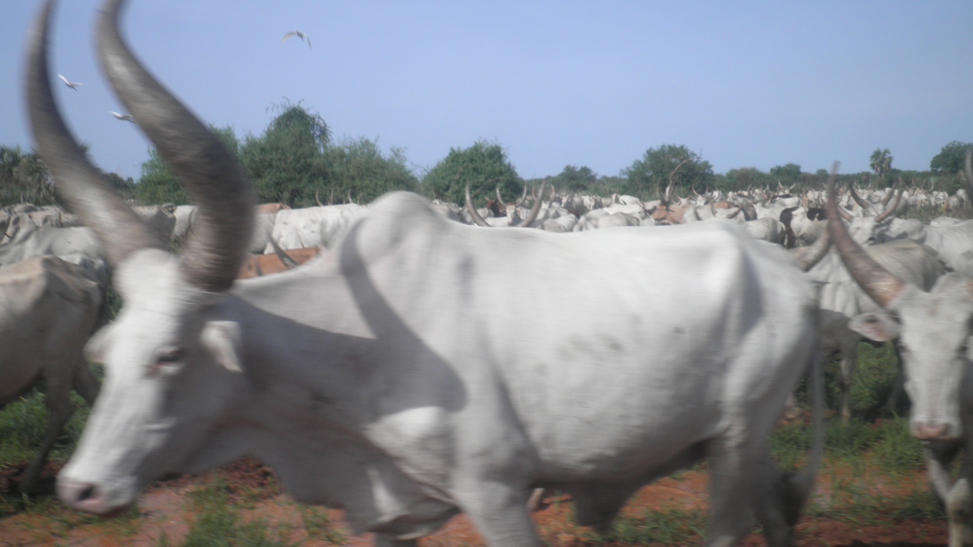 Mundari cattle seen moving in the bush near Gemeza, Central Equatoria State, April 5, 2011 (ST file)