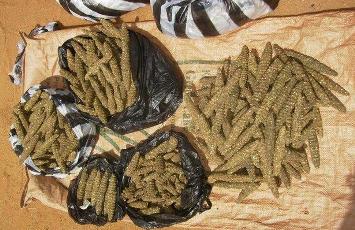 Photo showing amounts of Sudanese Cannabis or Bango as called by locals