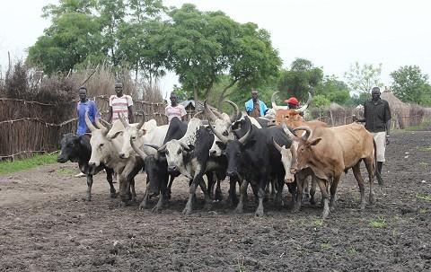 South Sudanese cattle (AP)