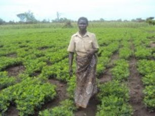 Central Equatoria farmer, Regina Awate, in a field after a visit by the state Minister of Agriculture after the launch of a community seed and agricultural project in Yei County. (Source: Alfred Poverty Taban)