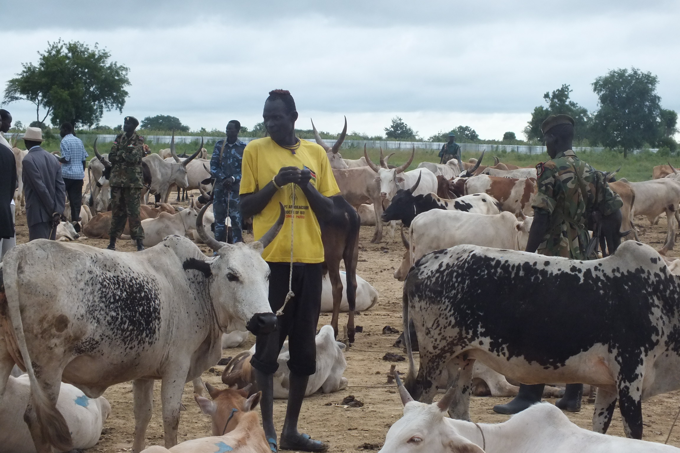 Cattle collected in Bor as compensation to Murle (ST)