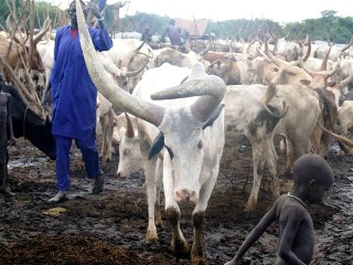 A cattle camp in Lakes state (AP)