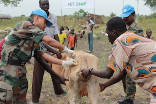 Indian Vet, Dr. S K Mishra, a member of the United Nations Mission in South Sudan, treating a sick cow in Jonglei State's Pibor County, 25 November 2012 (ST)