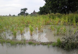 A flooded farm in Payinjiar County, Unity State, 18 August 2011 (ST/Bonifacio Taban)