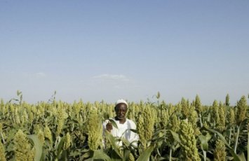 A Sudanese farmer stands in a field of sorghum in Gezira state (Photo: AFP/File, Jose Cendon)
