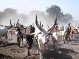 Cattle in Jonglei state, South Sudan (Oxfam)