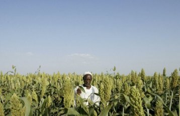 A Sudanese farmer stands in a field of sorghum in Gezira state (AFP)