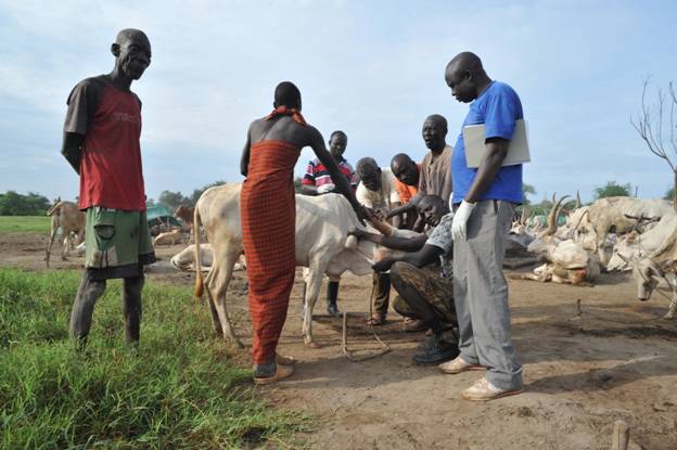 FAO staff collecting blood samples in Bor (Source: FAO)