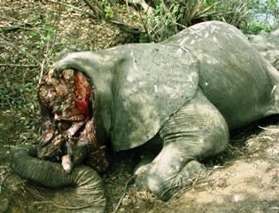 A poached African elephant (nytimes)