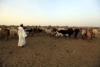 A cattleman walks with cows before they are slaughtered at an abattoir near Khartoum on 26 March 2011 (Photo: Reuters/Mohamed Nureldin Abdallah)
